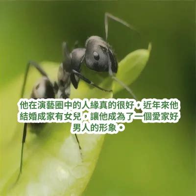 夢見紅螞蟻|夢見螞蟻